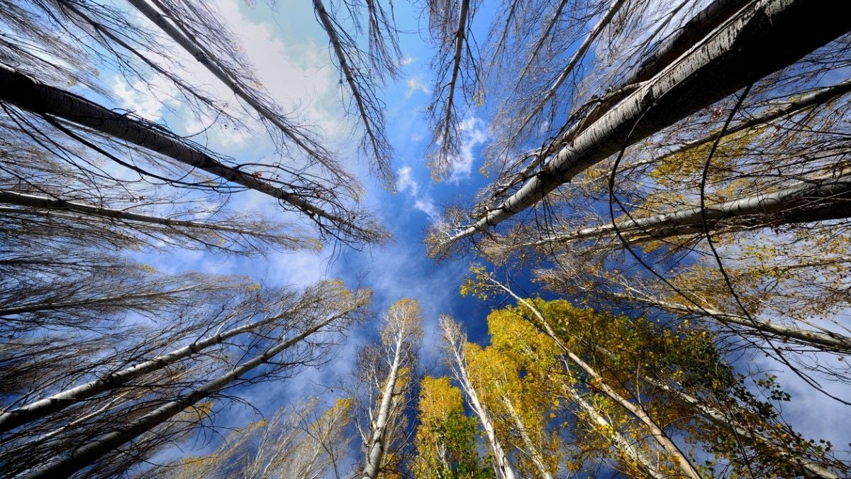 Pando: El Árbol Gigante y Antiguo de Utah